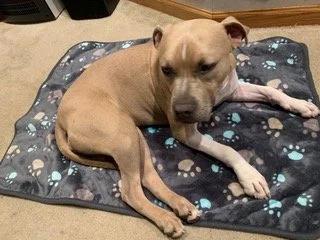 Enlarge Julie, an adopted mixed breed in Minneapolis, MN image 2/6