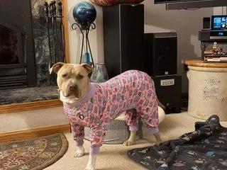 Enlarge Julie, an adopted mixed breed in Minneapolis, MN image 3/6