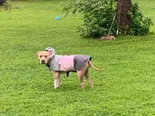 Enlarge Julie, an adopted mixed breed in Minneapolis, MN image 4/6