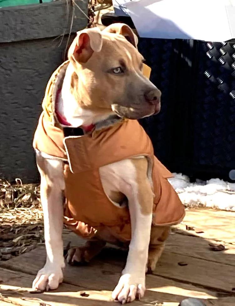 Julie, adopted, Young Female Pit Bull Terrier.