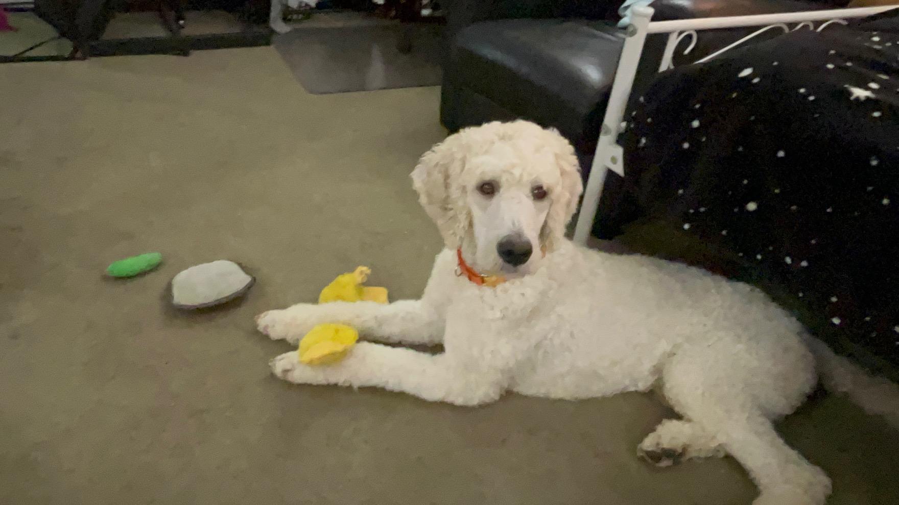 Bebe, a ADOPTABLE Standard Poodle in Pickering, ON image 2/3