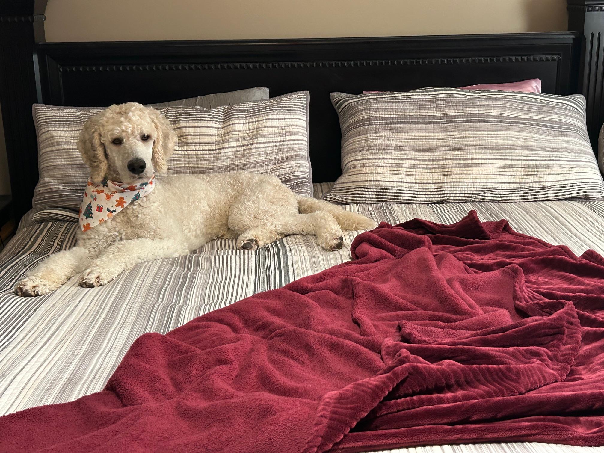 Bebe, a ADOPTABLE Standard Poodle in Pickering, ON image 3/3