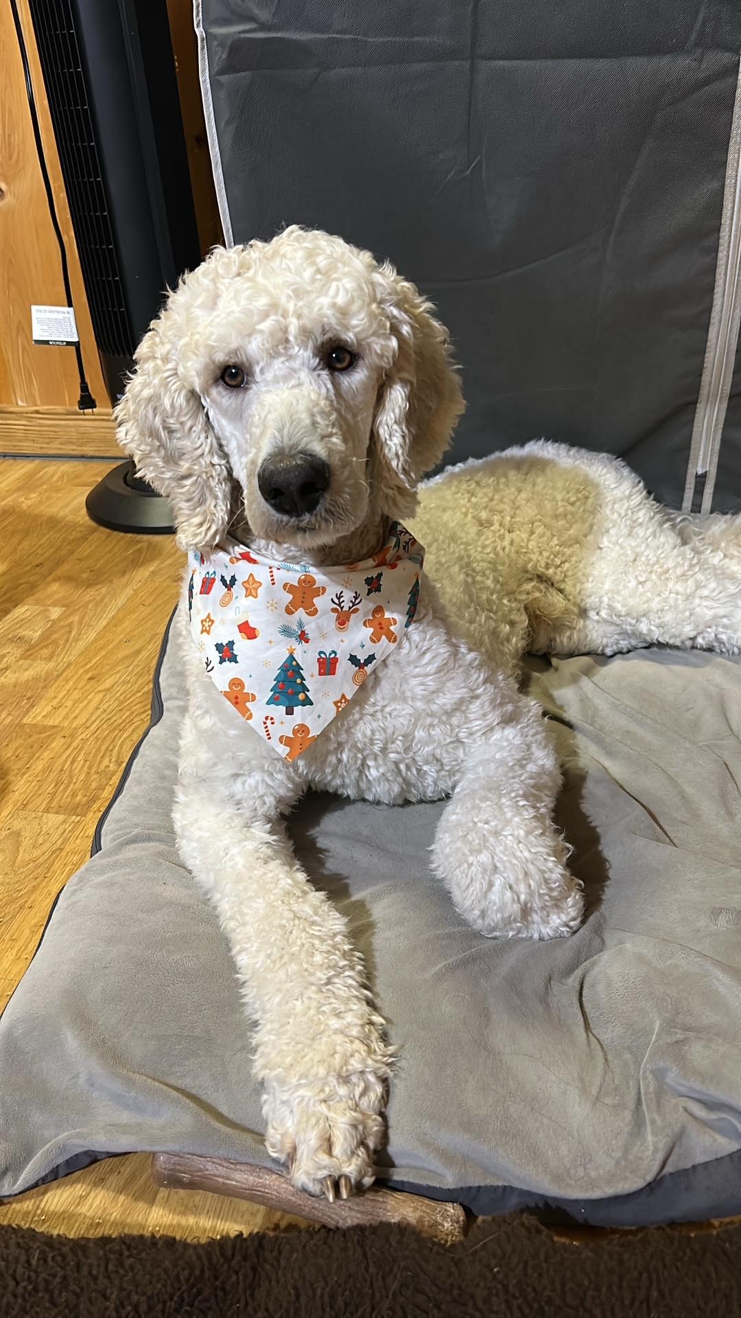 Bebe, a ADOPTABLE Standard Poodle in Pickering, ON image 1/3