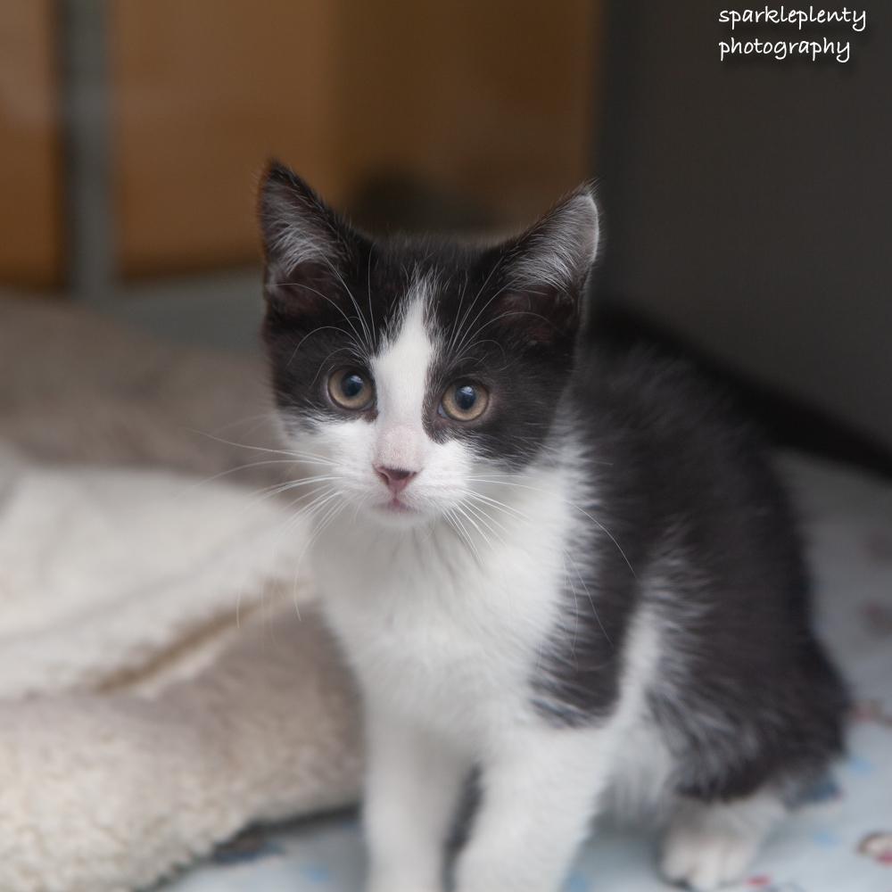 Kazu, adoptable, Kitten Male Domestic Short Hair.