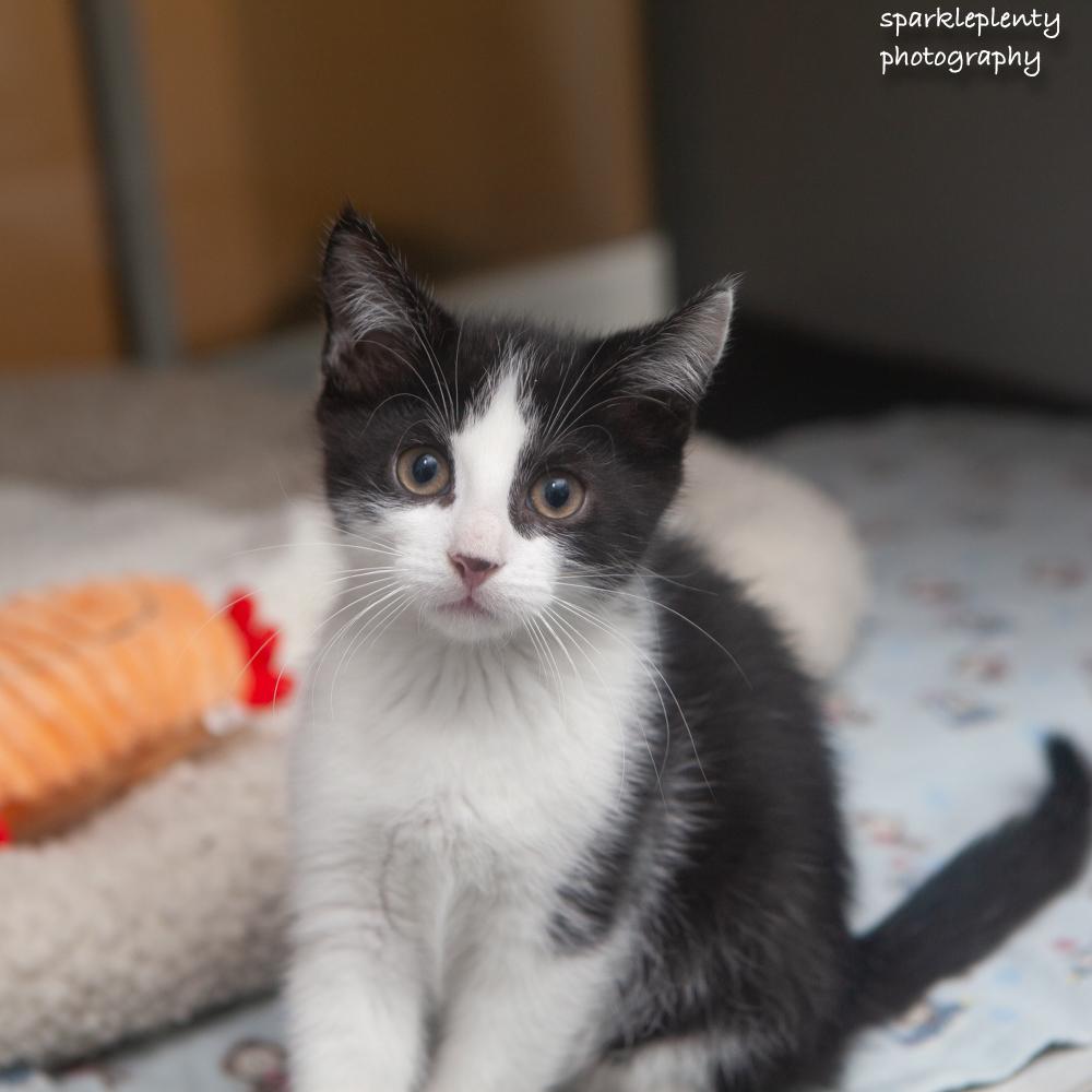 Kazu, an adoptable Domestic Short Hair in Ridgefield, CT image 2/4