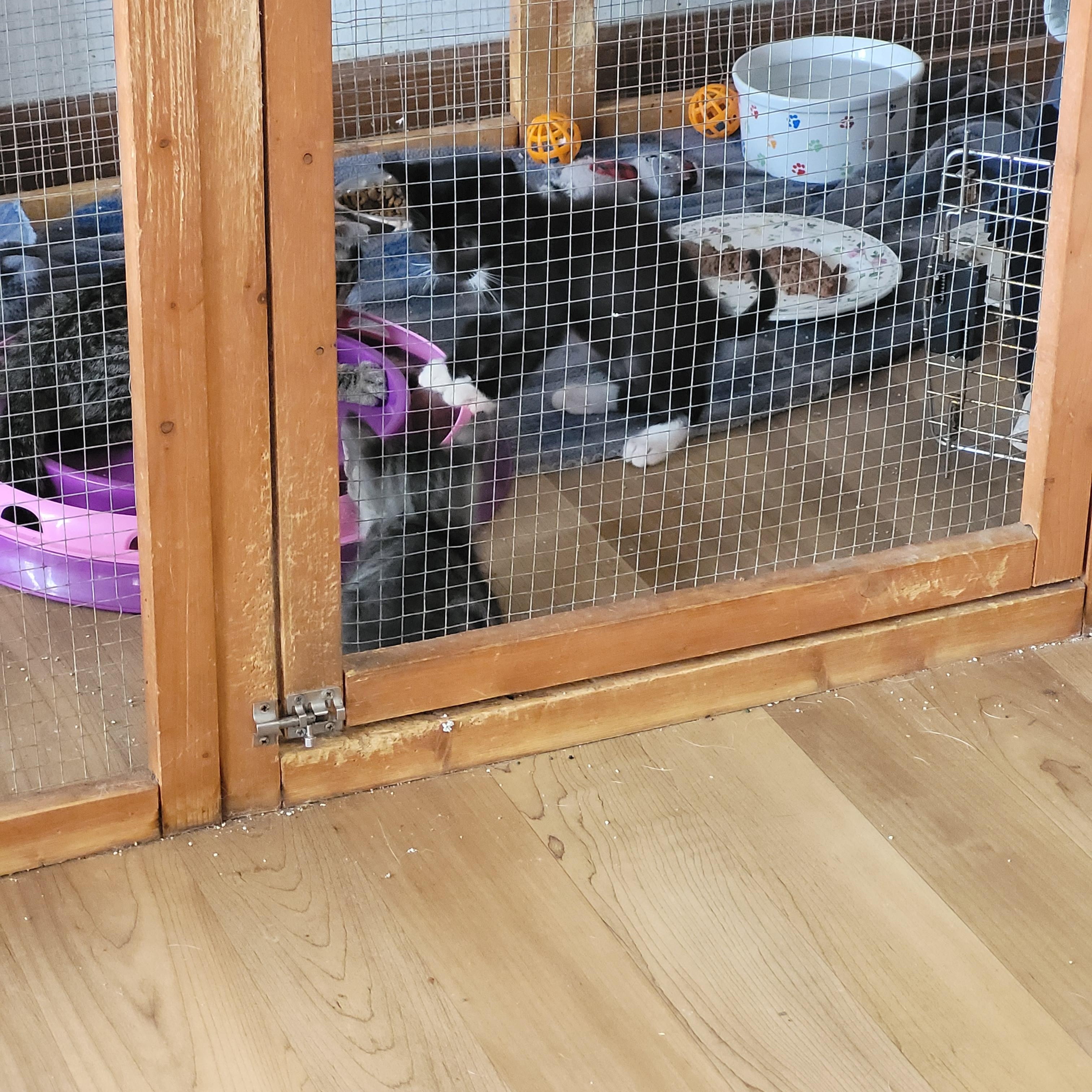 Enlarge Buzz, a Adopted Domestic Short Hair in St. Clair, MO image 1/2