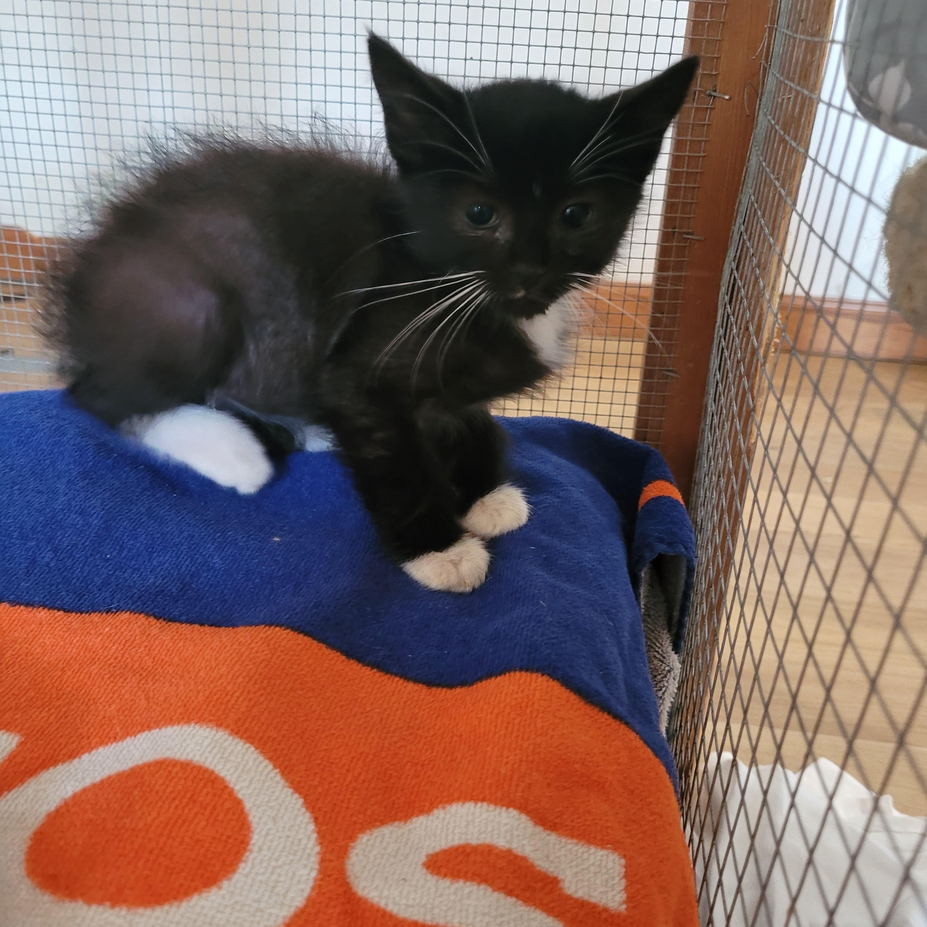 Enlarge Buzz, a Adopted Domestic Short Hair in St. Clair, MO image 2/2