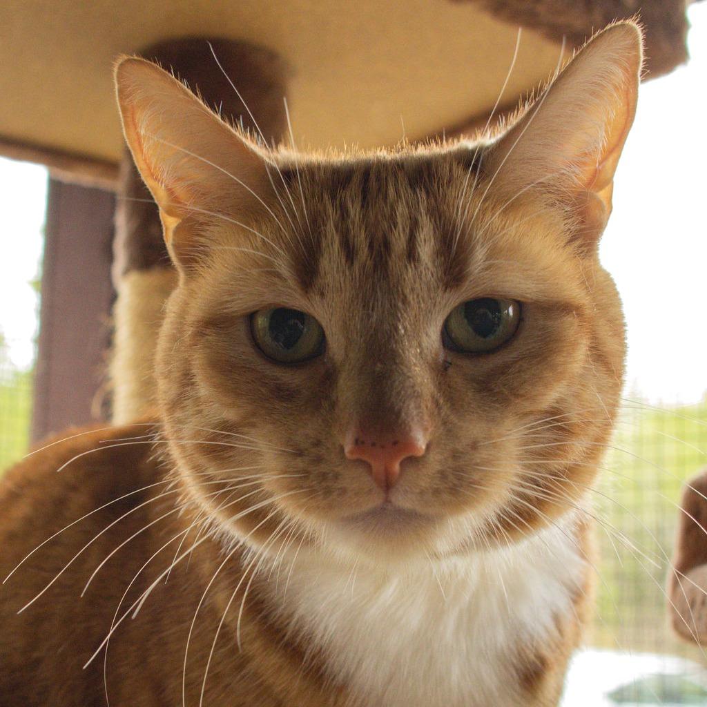Sweet Potato, Adoptable, Adult Female Domestic Short Hair.