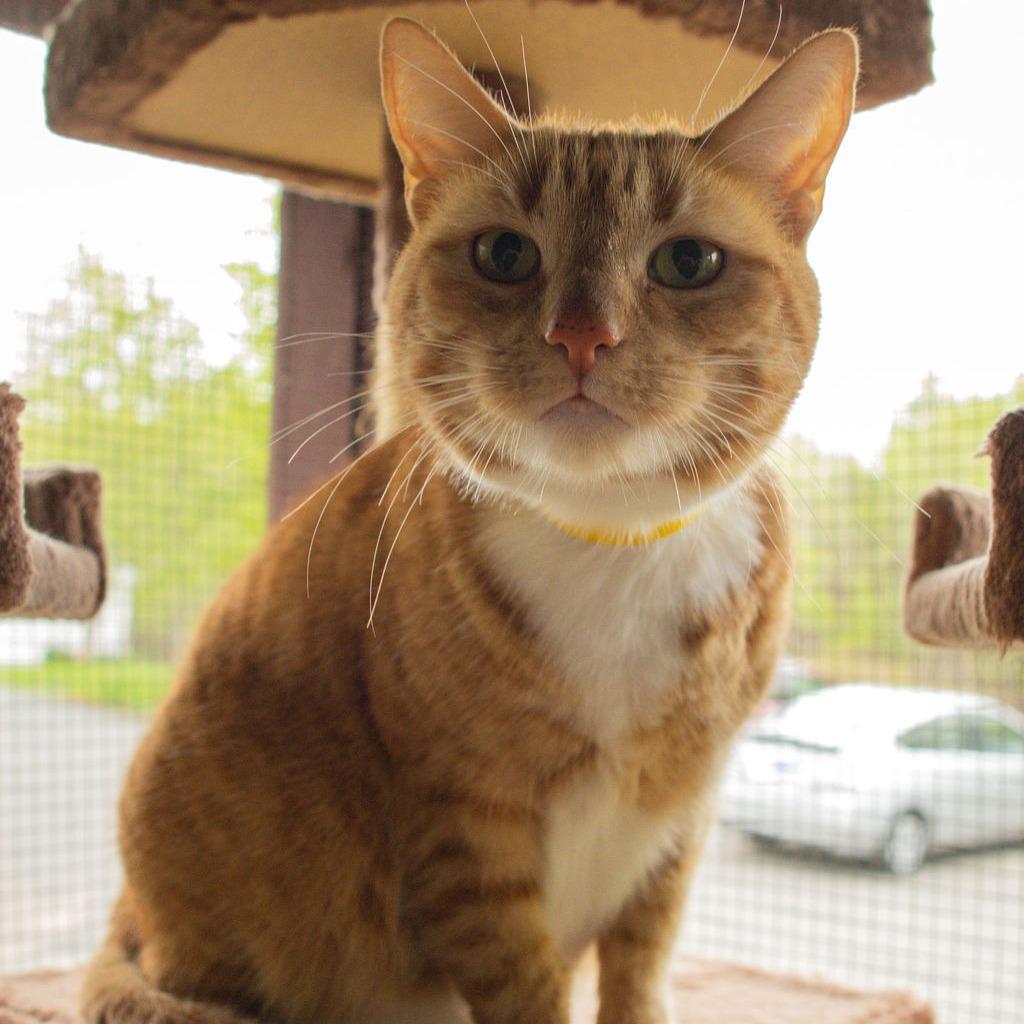 Sweet Potato, a Adoptable Domestic Short Hair in Brimfield, MA image 2/2
