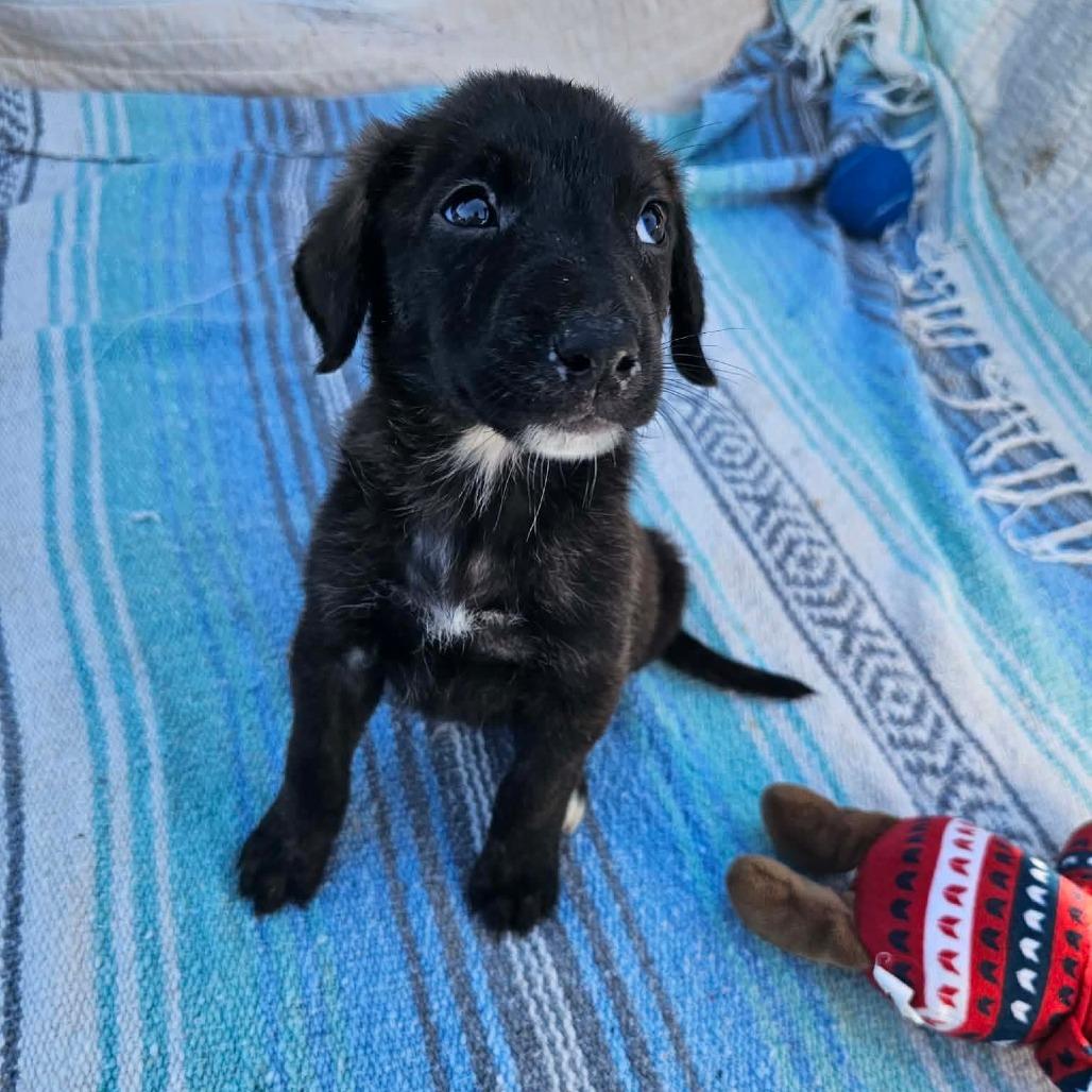 Enlarge Sprig, a Adoptable mixed breed in Wadena, MN image 1/6