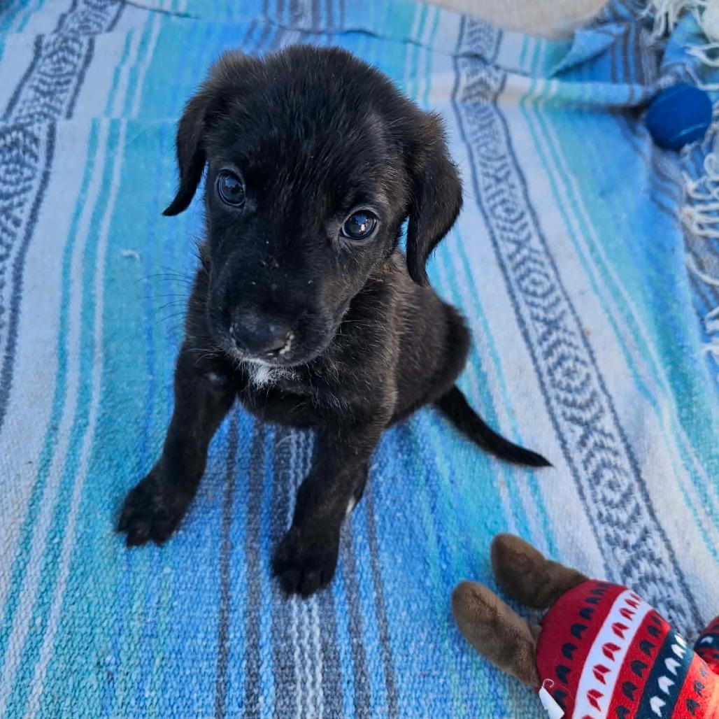 Enlarge Sprig, a Adoptable mixed breed in Wadena, MN image 2/6