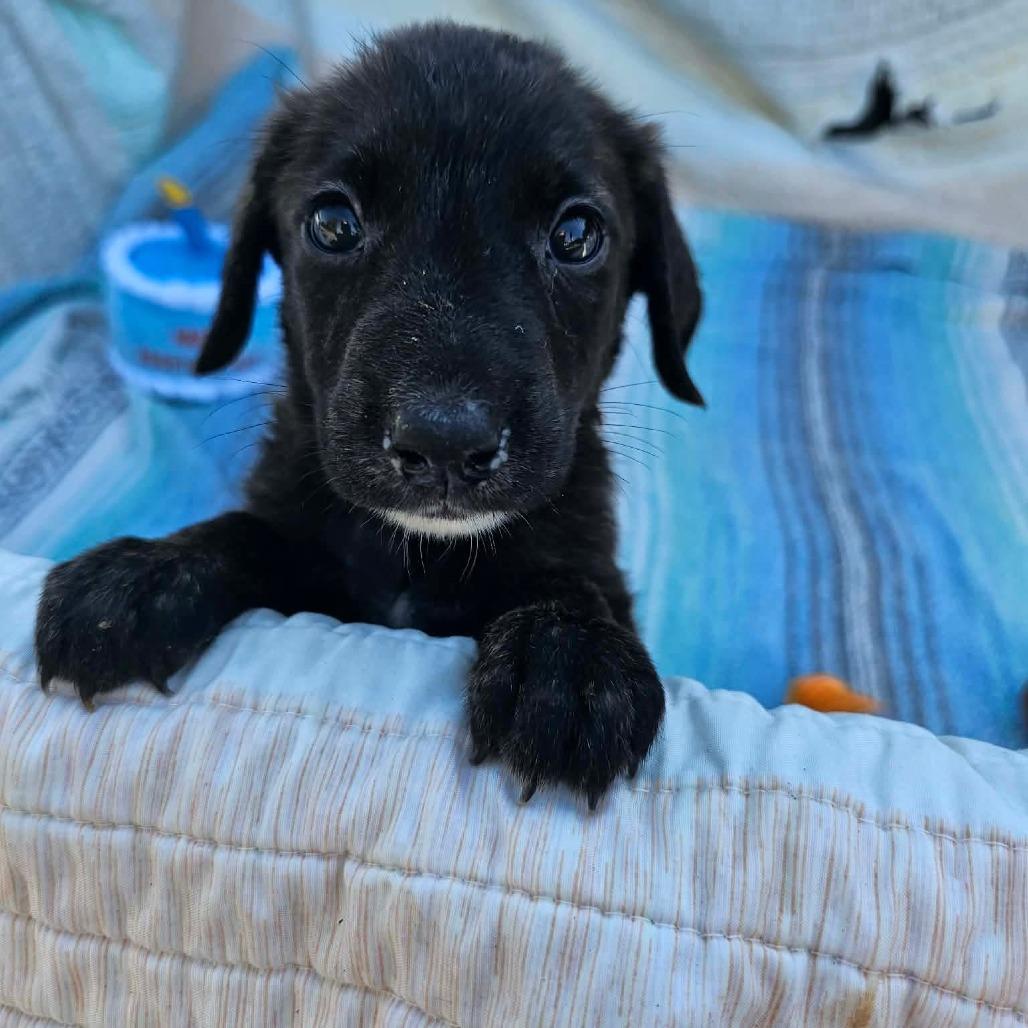 Enlarge Sprig, a Adoptable mixed breed in Wadena, MN image 3/6