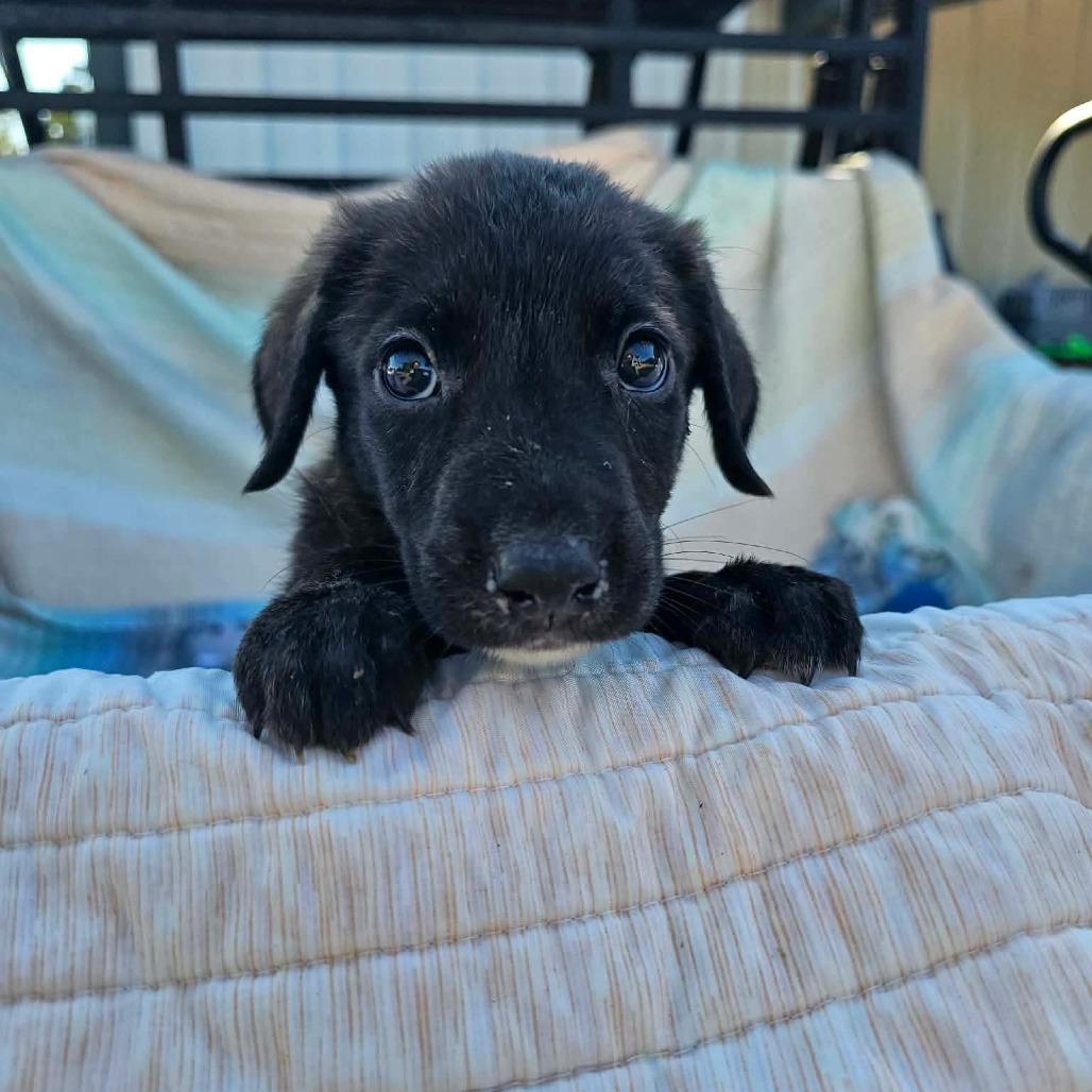 Enlarge Sprig, a Adoptable mixed breed in Wadena, MN image 4/6