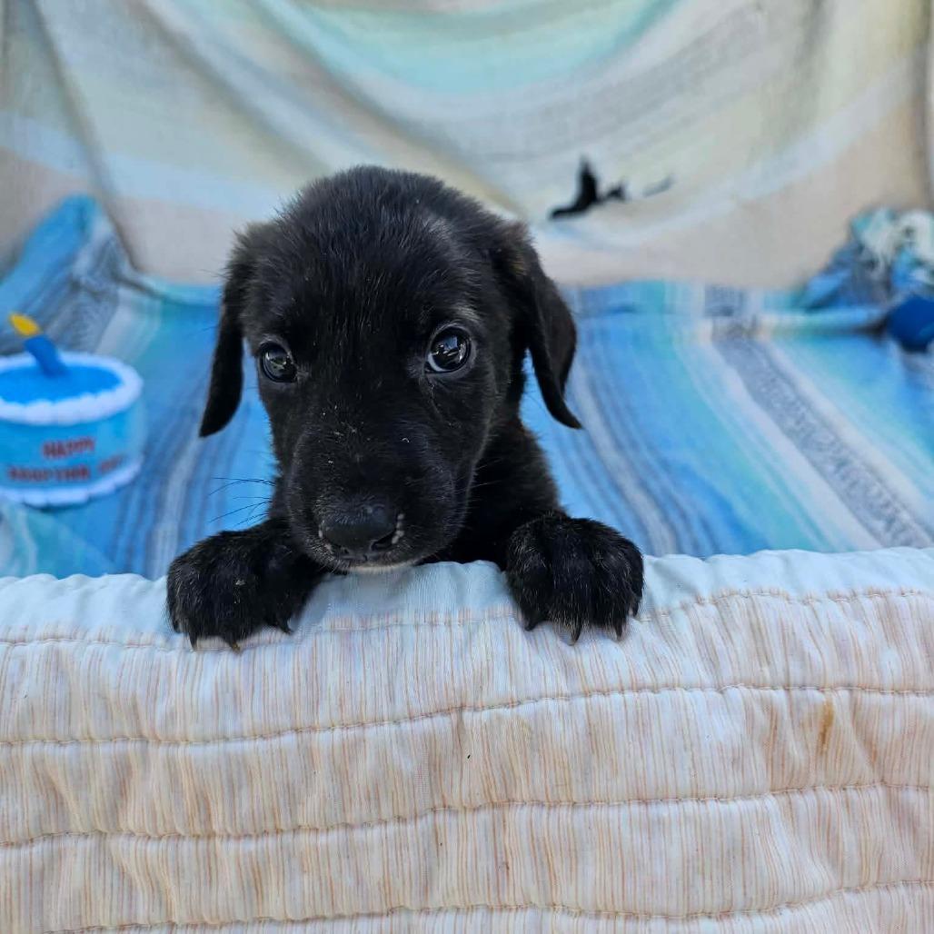 Enlarge Sprig, a Adoptable mixed breed in Wadena, MN image 5/6