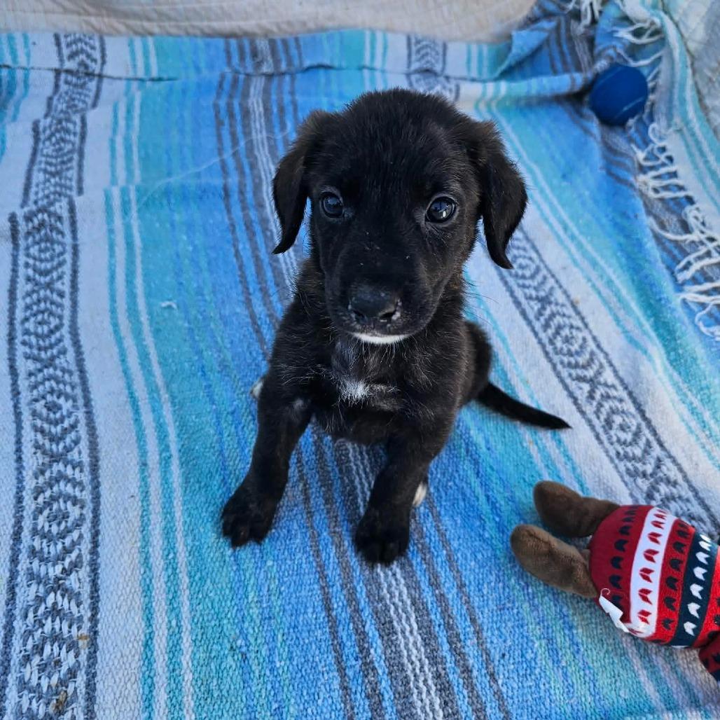 Enlarge Sprig, a Adoptable mixed breed in Wadena, MN image 6/6