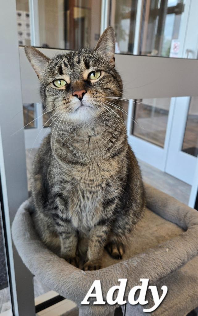 Addy, a Adoptable mixed breed in Sidney, OH image 1/3