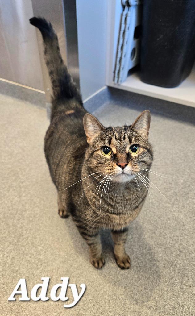 Addy, a Adoptable mixed breed in Sidney, OH image 2/3