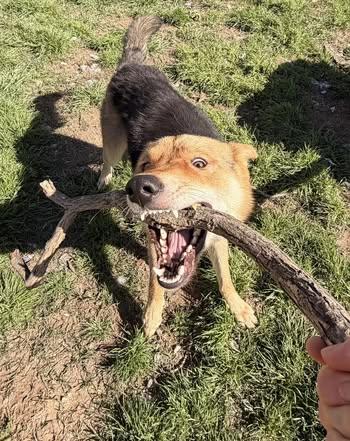 Enlarge Cayenne, a Adoptable mixed breed in Monroeville , PA image 6/6