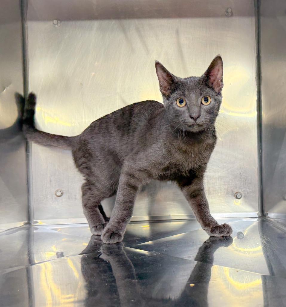 Enlarge Monroe, a Adoptable mixed breed in Murray, KY image 1/6