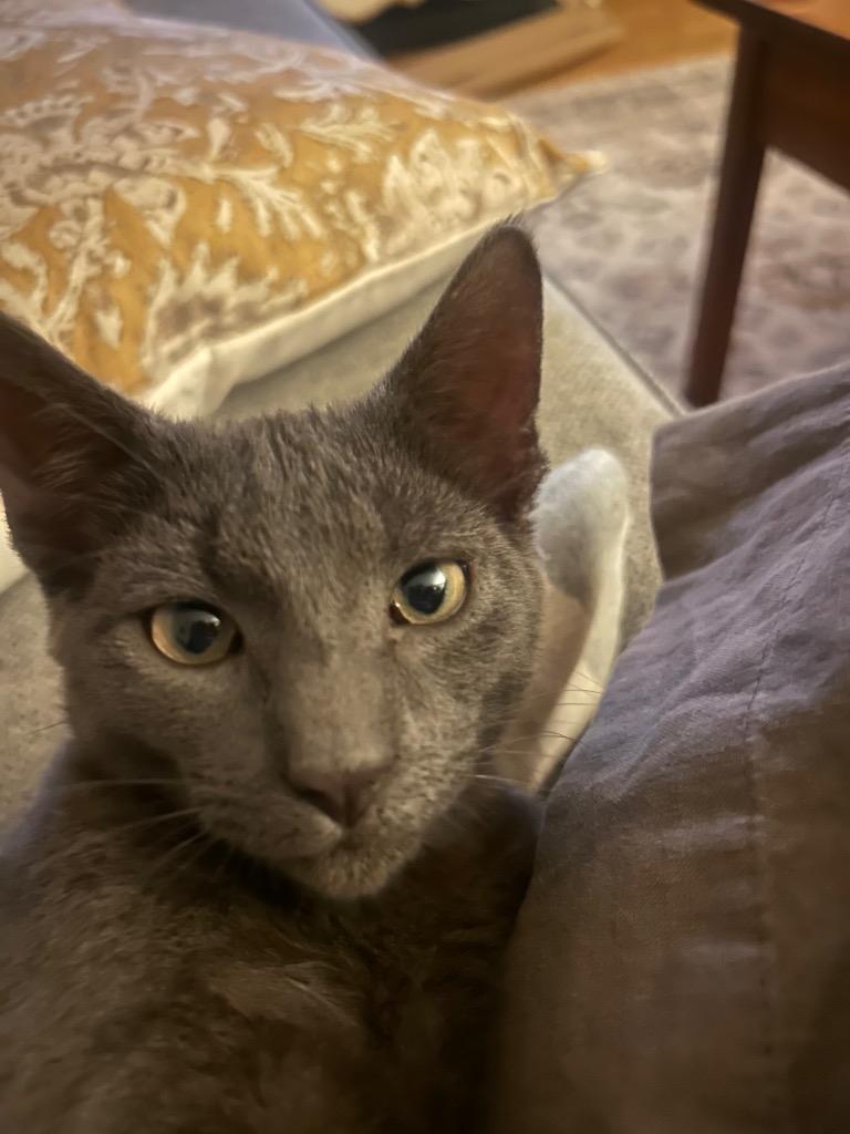 Enlarge Monroe, a Adoptable mixed breed in Murray, KY image 2/6