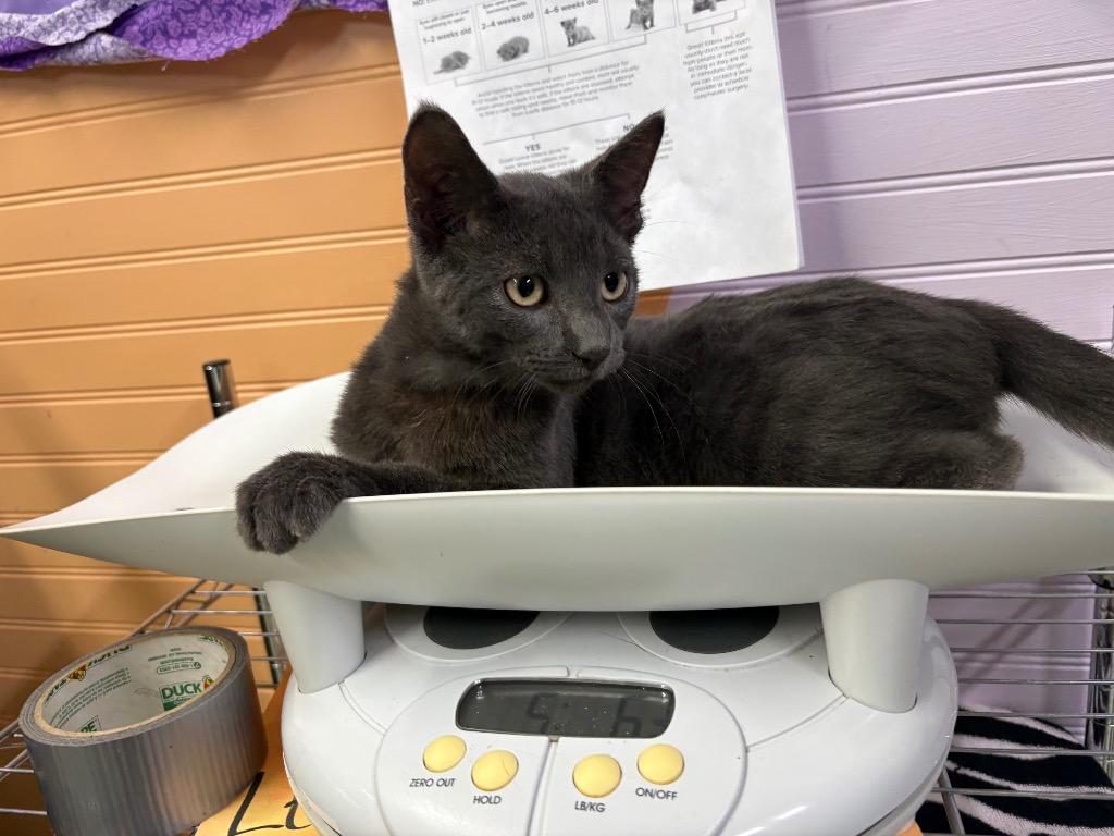 Monroe, Adoptable, Kitten Male Domestic Short Hair.