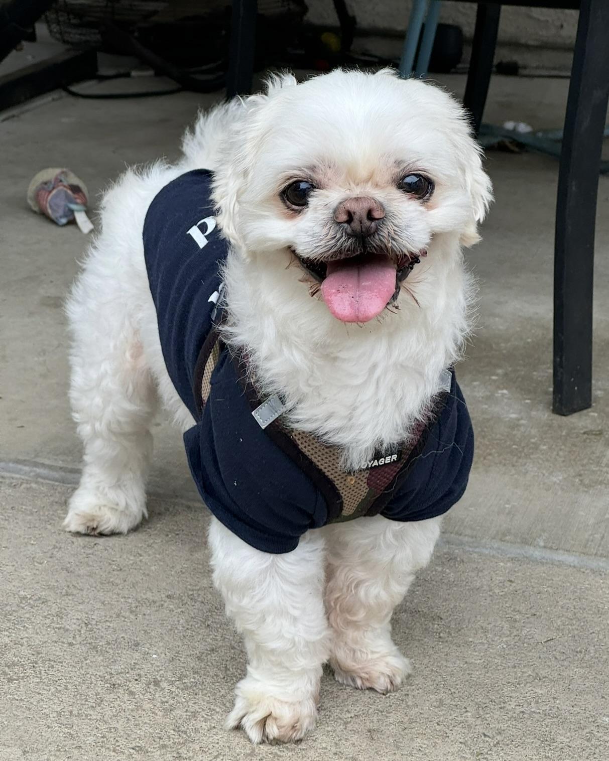 Jayce, a Adopted mixed breed in Glendale, CA image 1/5
