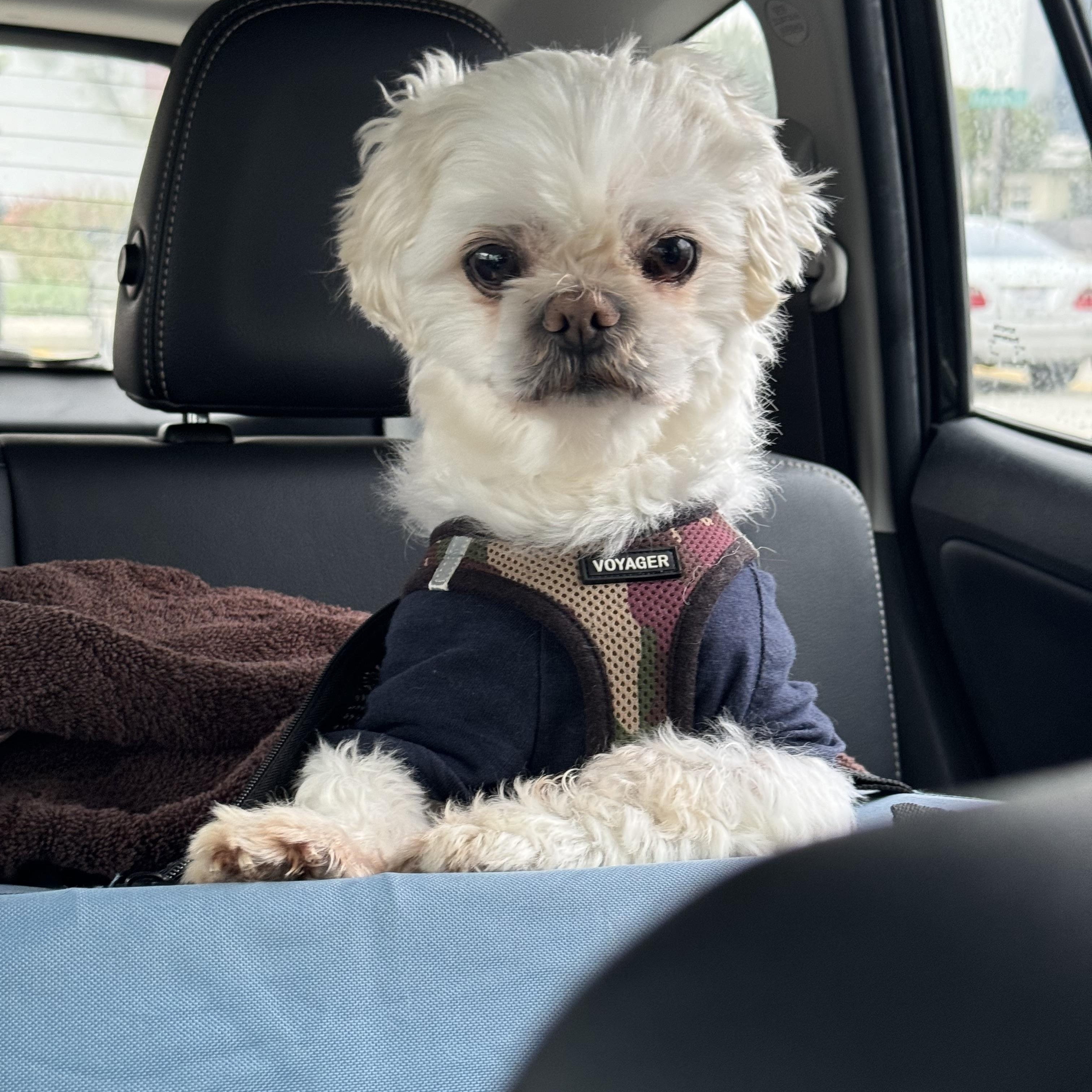 Jayce, a Adopted mixed breed in Glendale, CA image 3/5