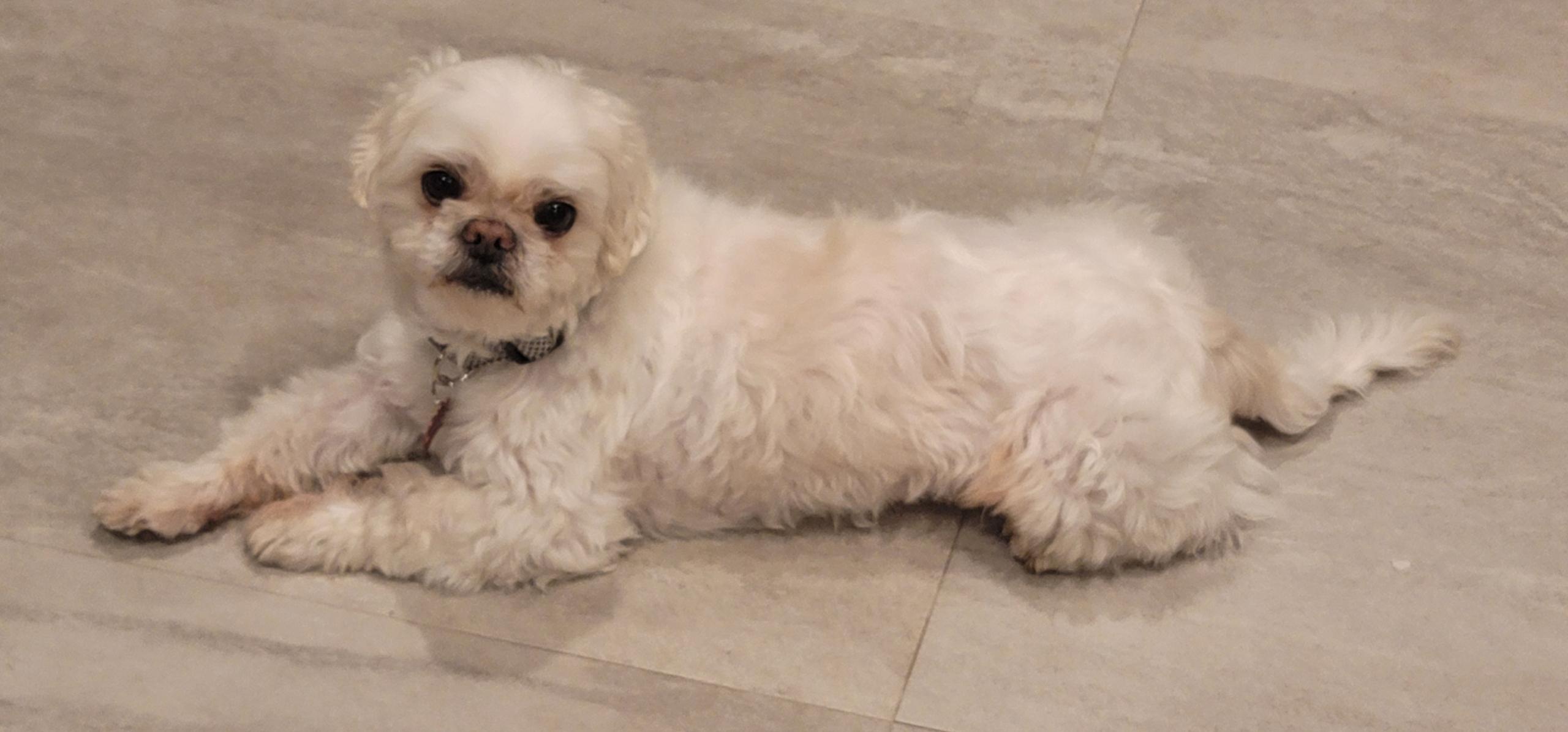 Jayce, a Adopted mixed breed in Glendale, CA image 4/5