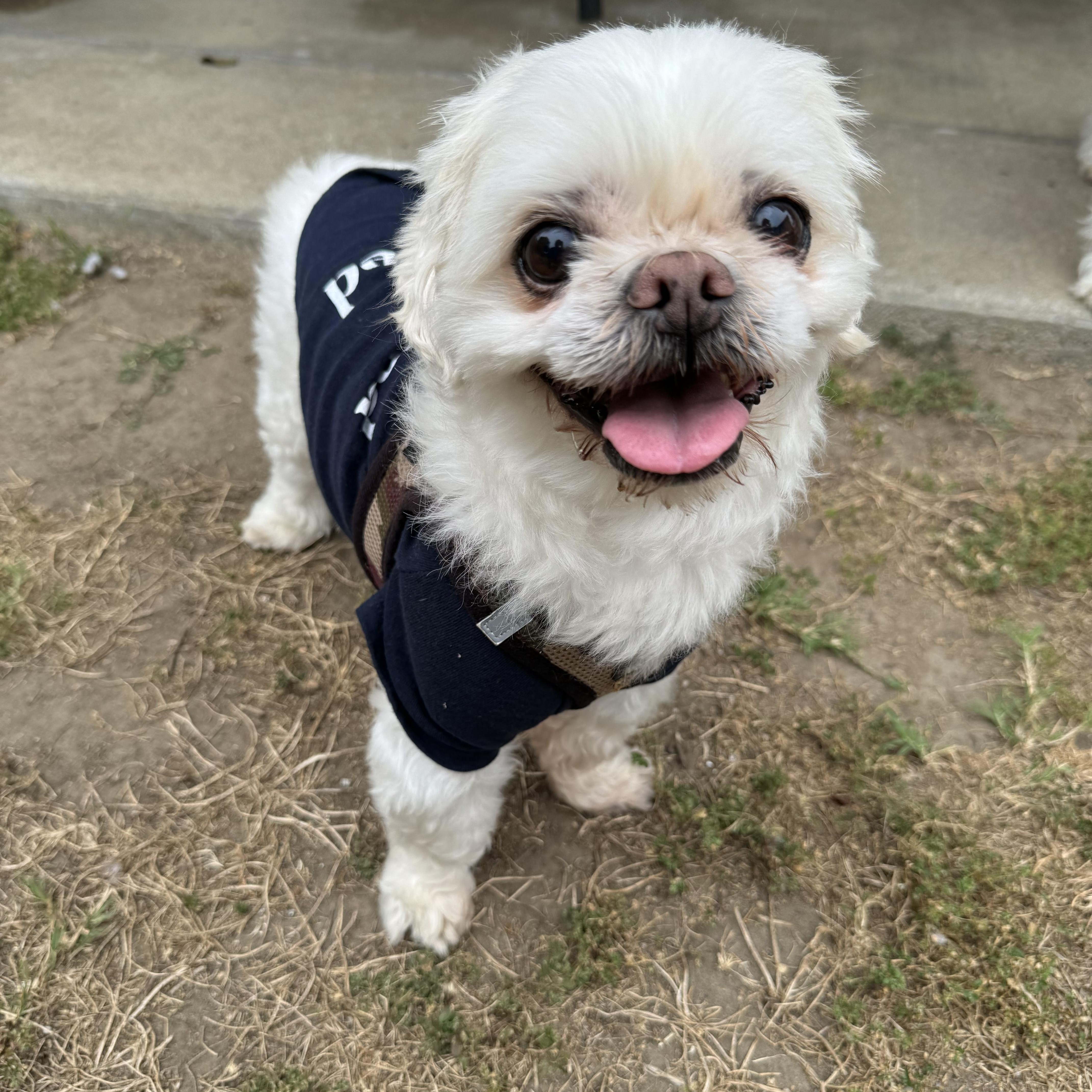 Jayce, a Adopted mixed breed in Glendale, CA image 5/5