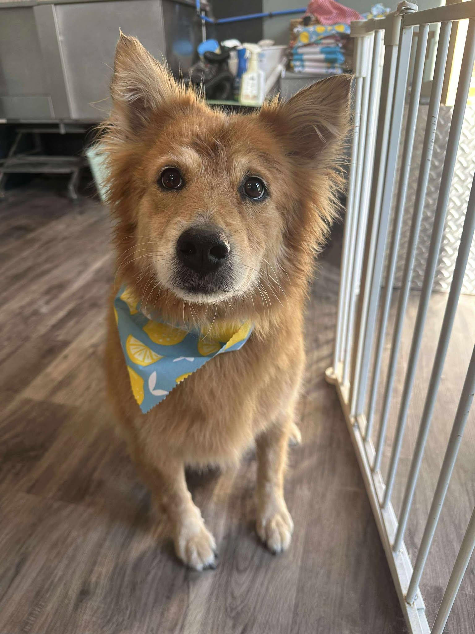 Enlarge Scout and Squirrel, a Adoptable mixed breed in Ionia, MI image 4/5