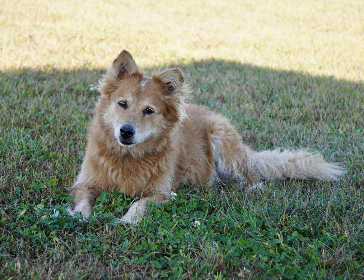 Enlarge Scout and Squirrel, a Adoptable mixed breed in Ionia, MI image 3/5
