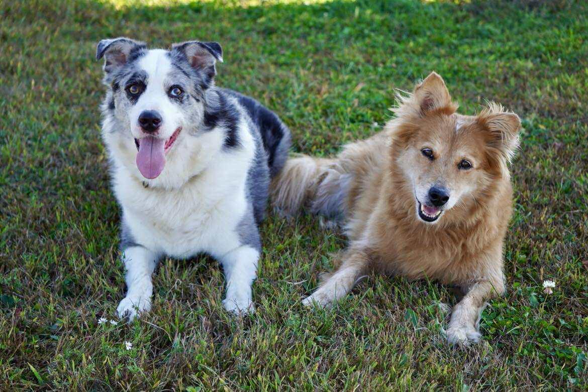 Scout and Squirrel, Adoptable, Senior Female Australian Shepherd.