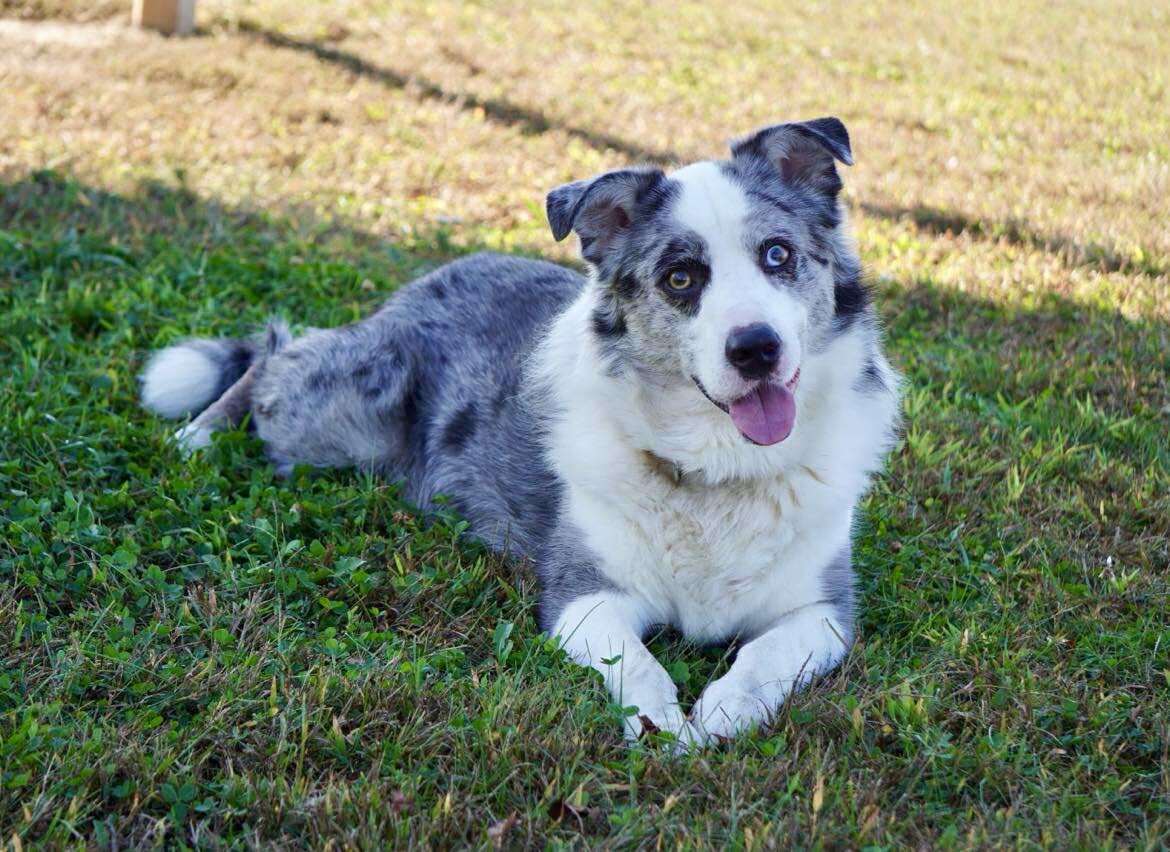Enlarge Scout and Squirrel, a Adoptable mixed breed in Ionia, MI image 2/5