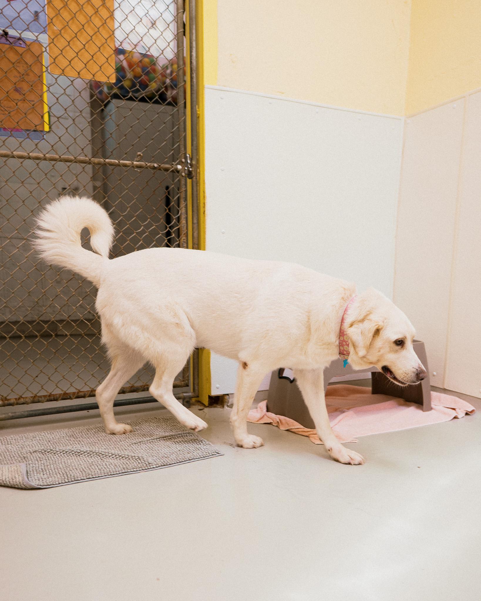 Abigail, a ADOPTABLE mixed breed in Cincinnati, OH image 3/4