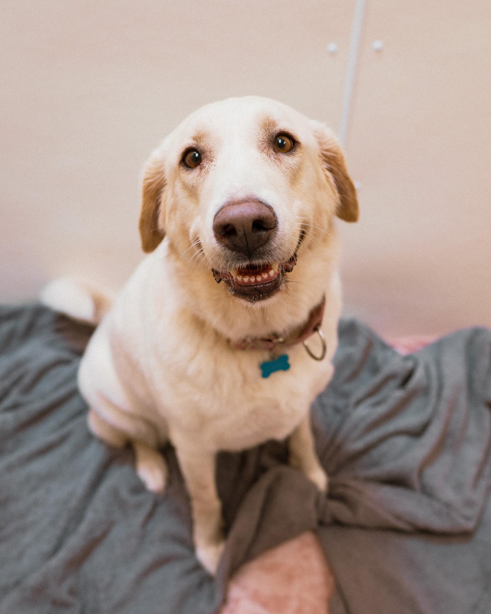 Abigail, a ADOPTABLE mixed breed in Cincinnati, OH image 1/4
