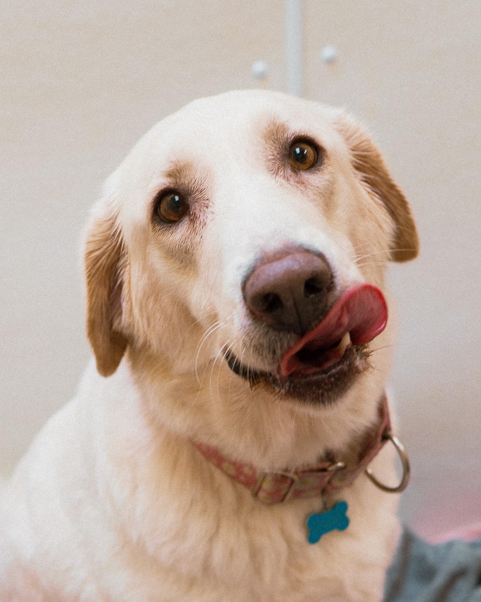Abigail, a ADOPTABLE mixed breed in Cincinnati, OH image 2/4