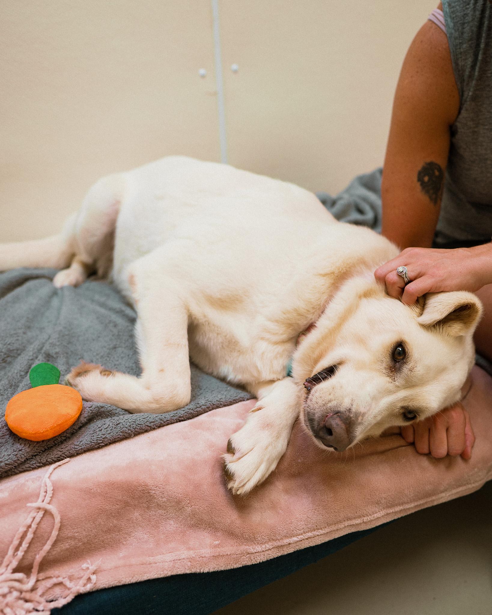 Abigail, a ADOPTABLE mixed breed in Cincinnati, OH image 4/4