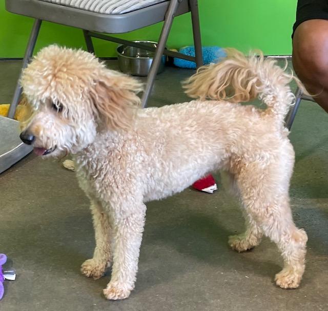 Bailey, an adoptable Goldendoodle in Memphis, TN, 38112 | Photo Image 2