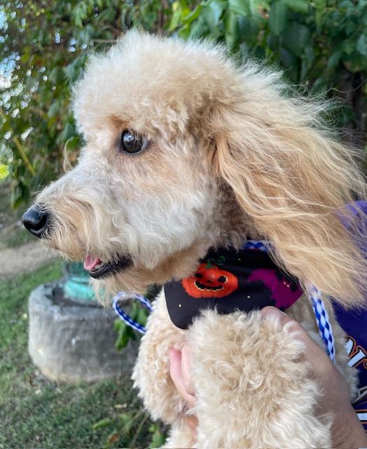 Bailey, an adoptable Goldendoodle in Memphis, TN, 38112 | Photo Image 3