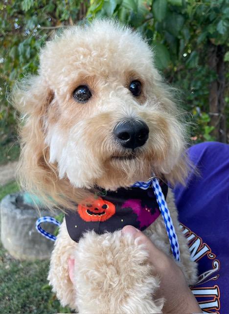 Bailey, an adoptable Goldendoodle in Memphis, TN, 38112 | Photo Image 4