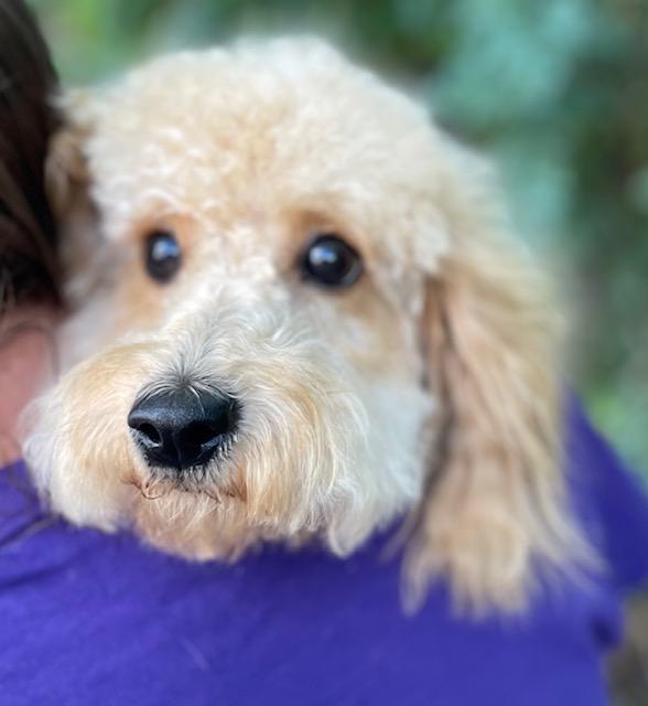 Bailey, an adoptable Goldendoodle in Memphis, TN, 38112 | Photo Image 1