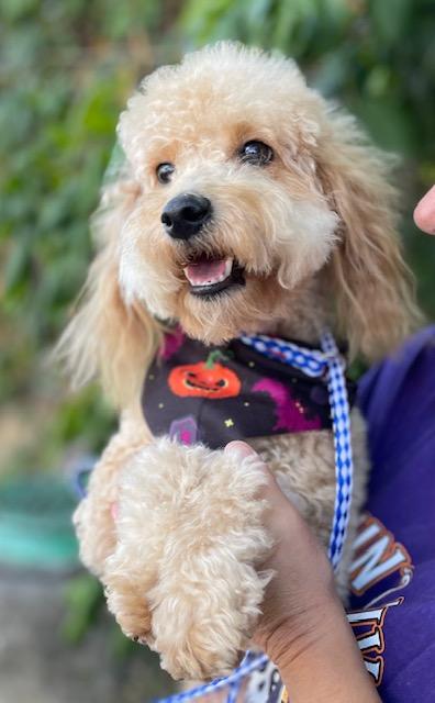 Bailey, an adoptable Goldendoodle in Memphis, TN, 38112 | Photo Image 5