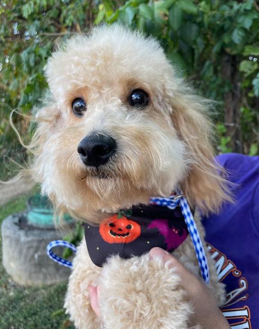 Bailey, an adoptable Goldendoodle in Memphis, TN, 38112 | Photo Image 6