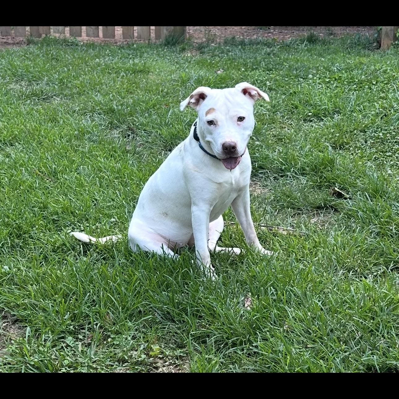 Enlarge Boo, a Adoptable Pit Bull Terrier in CUMMING, GA image 5/5