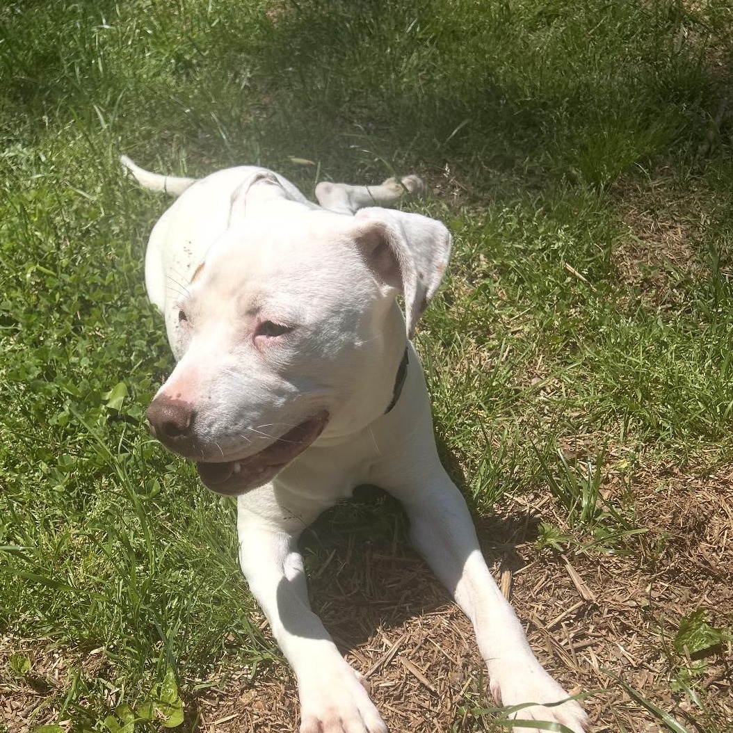 Enlarge Boo, a Adoptable Pit Bull Terrier in CUMMING, GA image 3/5