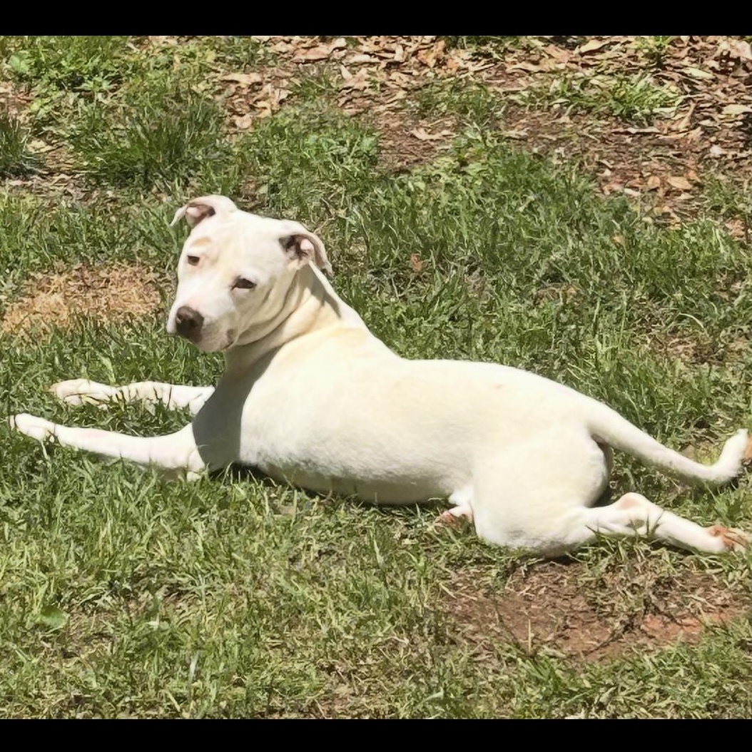 Enlarge Boo, a Adoptable Pit Bull Terrier in CUMMING, GA image 4/5
