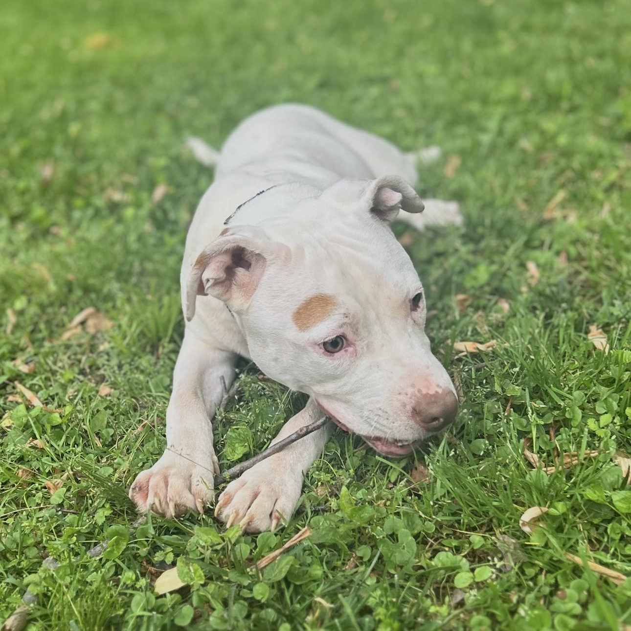 Enlarge Boo, a Adoptable Pit Bull Terrier in CUMMING, GA image 2/5