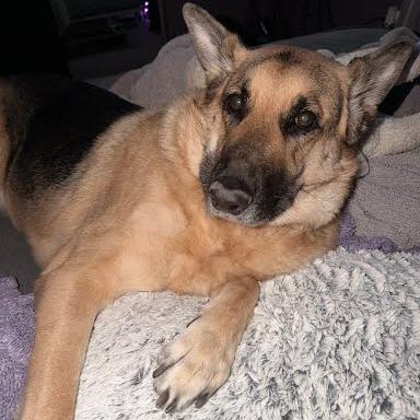 Aurora, Adoptable, Adult Female German Shepherd Dog.