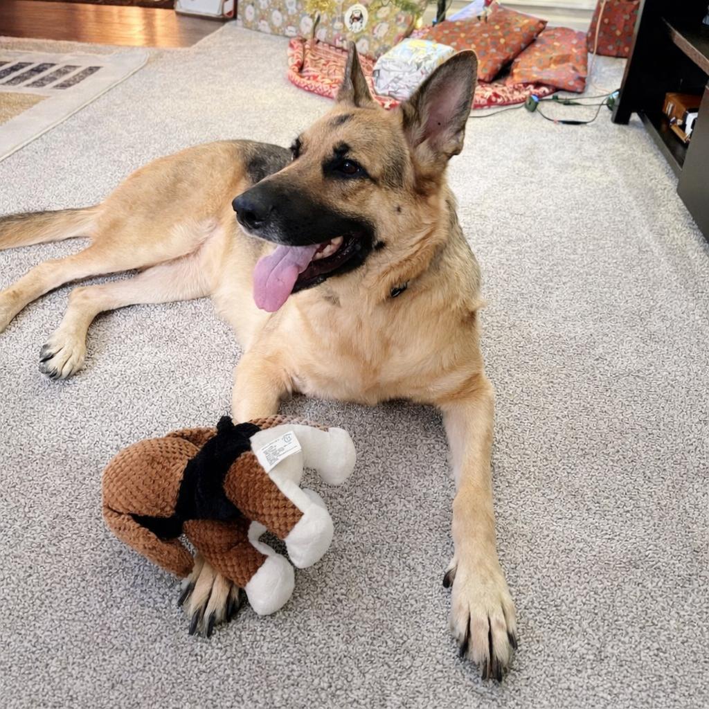 Enlarge Aurora, a Adoptable German Shepherd Dog in Northville, MI image 1/3