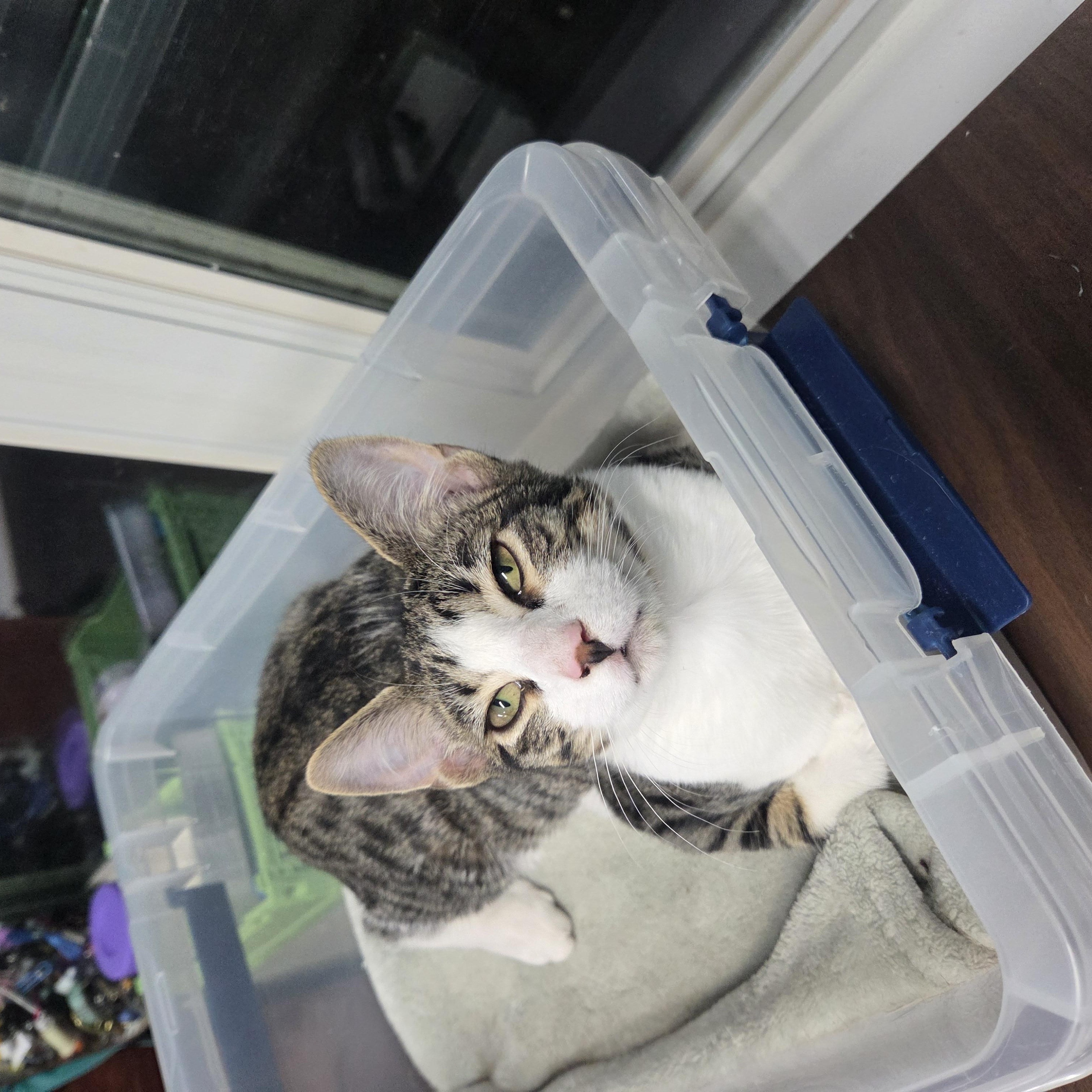 Enlarge Binx MS, a Adopted Domestic Short Hair in Schertz, TX image 1/2
